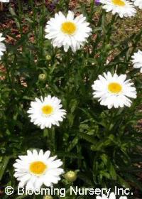 Leucanthemum x superbum 'Highland White Dream'